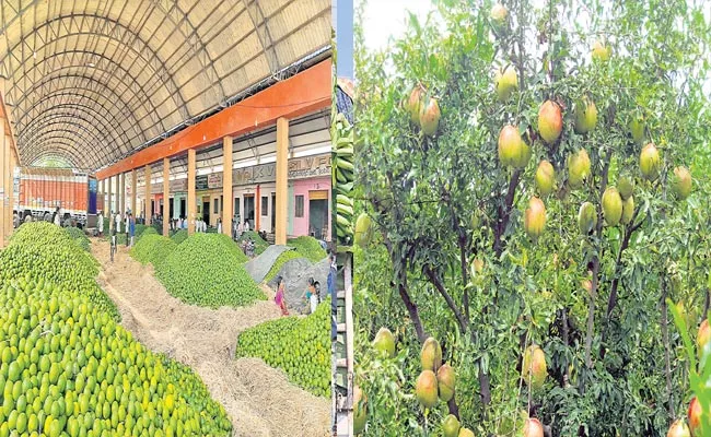 AP: Horticultural Revolution In Anantapur District - Sakshi