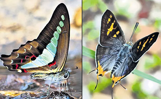 Butterfly makes us feast with beauties - Sakshi