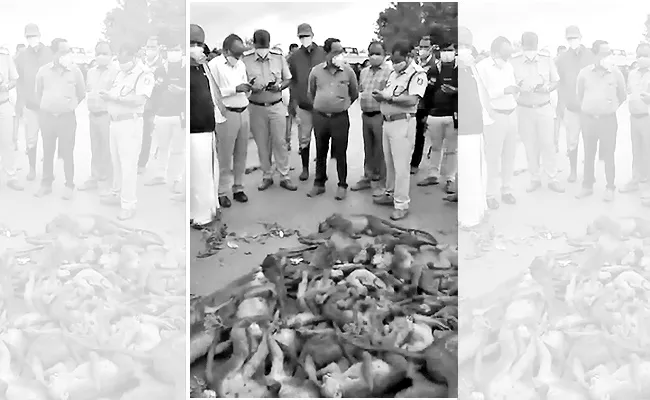 Miscreants Assassinate 30 Monkeys In Karnataka Hassan District - Sakshi