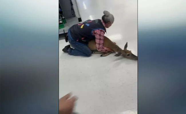 Viral: Walmart Employee Tackles Deer That Wandered Into Store - Sakshi