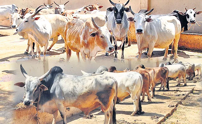 Mission Punganur: AP Govt Mission Mode to Increase Population of Punganur Cattle - Sakshi