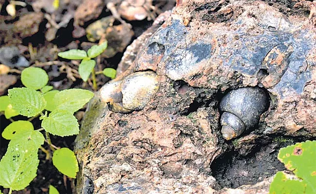 Priha Research Found Snail Shell Age In Forest Asifabad - Sakshi
