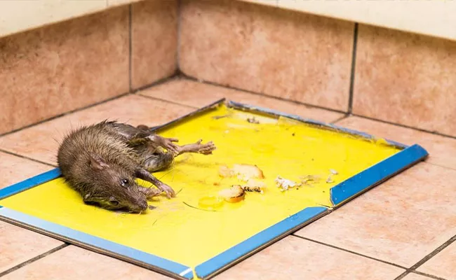 Telangana State Government Ban Glue Trap For Rodent Control - Sakshi