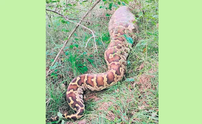 Python Swallowed Moose At Chittoor District - Sakshi
