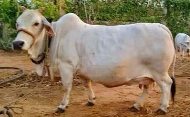 Sri Venkateswara Veterinary University Research On Punganur Cows - Sakshi