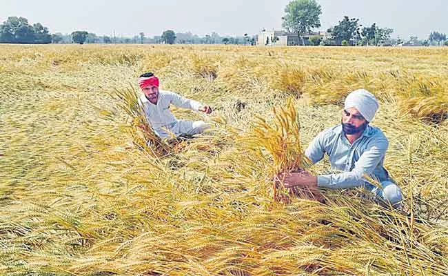 Devinder Sharma Article On Indian farmer Situation - Sakshi