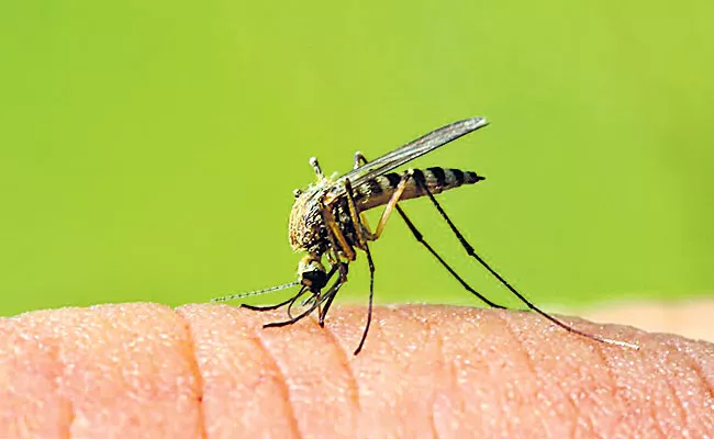 Why Female Mosquitoes Only Bite Interesting Facts Get Rid Of Them - Sakshi