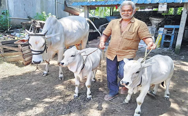 Huge Demand For Punganuru Twin Ox - Sakshi