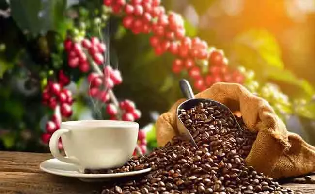 Weather Conditions Conducive to Coffee Crop in Visakhapatnam Agency - Sakshi