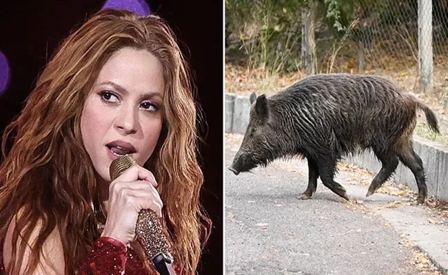Shakira says two wild boars attacked her and her son in Barcelona - Sakshi
