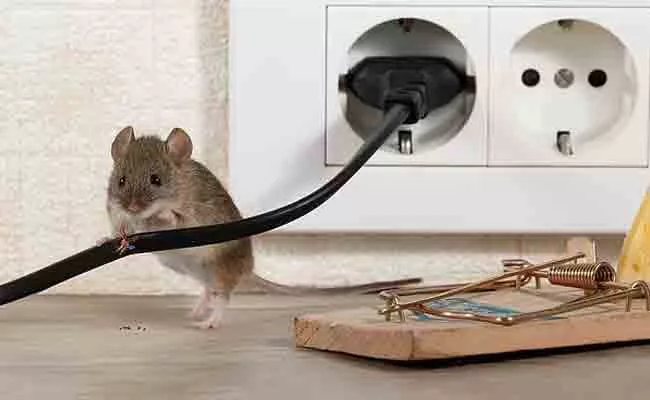 London: Up To 2000 Residents Left Without Internet Rats Chewed Broadband Cables Devon - Sakshi