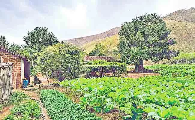 Natural Agriculture Farming Guest Column By Devinder Sharma - Sakshi