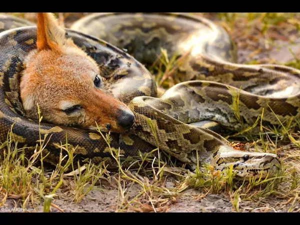 A Photo Of  Python Strangling A Jackal As Where Is It Butterfly Has Gone Viral  - Sakshi