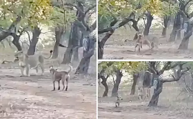 Viral Video Dog Attacked The Lion Leaving Everyone Stunned - Sakshi