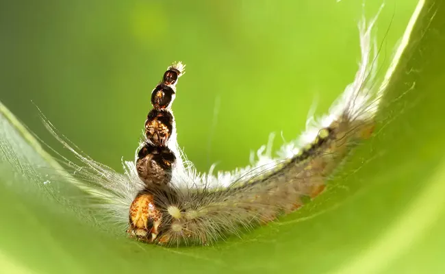 Weird Caterpillar Species Keeps 5 Old Heads Wears Them As A Hat - Sakshi
