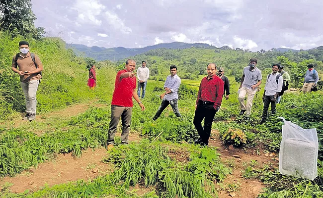 Police and locals destroy 100 acres of marijuana crop Andhra Pradesh - Sakshi