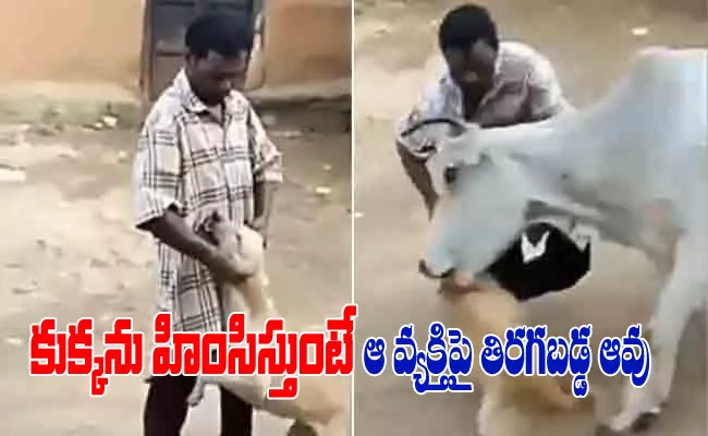 Cow Attacking On Men Who Harassing Dog In Viral Video - Sakshi