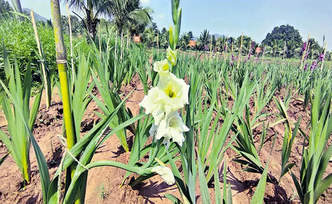 Cultivation of flowers For tribal farmers Visakhapatnam Agency Andhra Pradesh - Sakshi