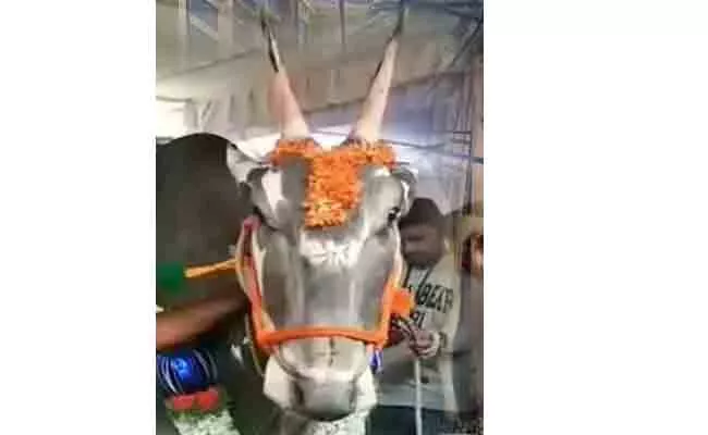 Bull Is Worth One Crore Rupees In Karnataka - Sakshi