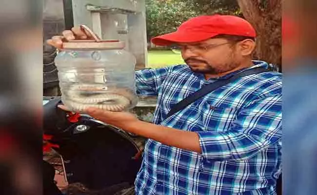 King Cobra Spotted At Barampuram SP Office In Odisha - Sakshi