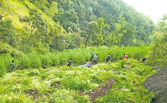 Destruction of cannabis plantations on 288 acres - Sakshi
