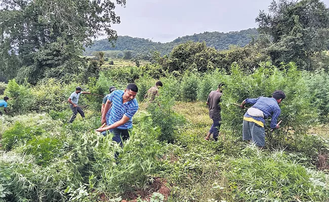 Above 80 acres of cannabis plantations destroyed in Visakha Agency - Sakshi