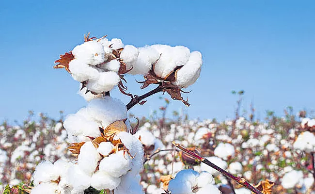 Purchase of cotton by traders beyond minimum support price in Andhra Pradesh - Sakshi