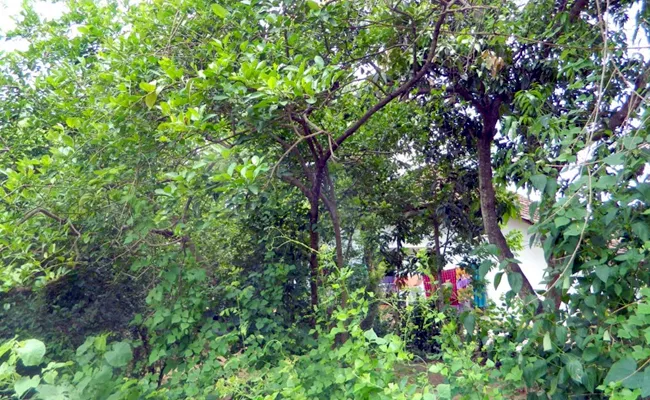 Ammapalem Village Famous For Lemon Farming In West Godavari District - Sakshi