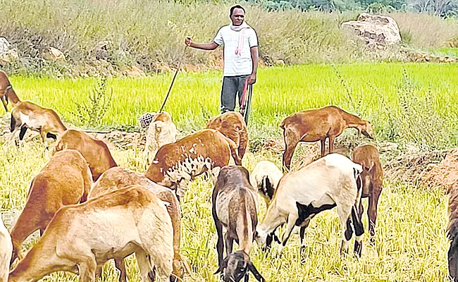 TRS MPTC Becomes Shepherd At Wanaparthy District Pangal Mandal - Sakshi