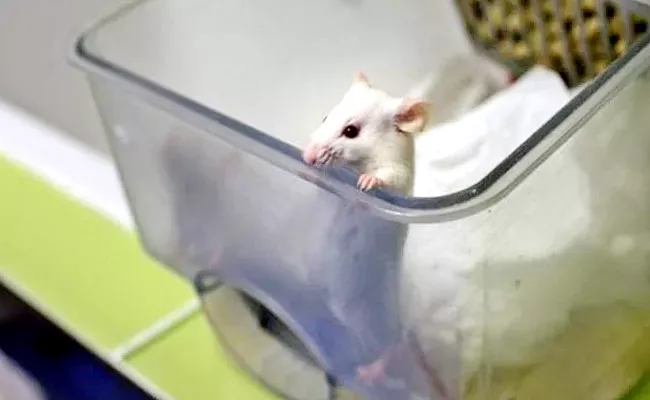 Taiwan: Lab Scientist Test Covid positive After Mouse Bite - Sakshi