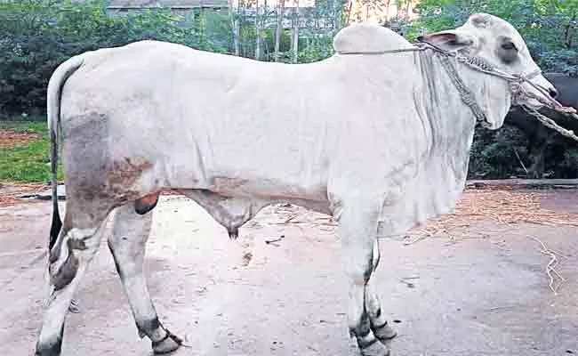Ongole Breed Calf Price Two Lakh In Guntur AP - Sakshi