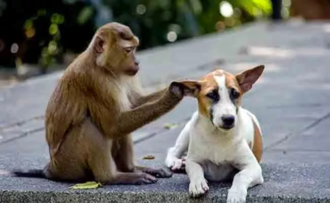 Monkey Vs Dog Twitter Trending Over 250 Dogs Deceased By Attack Monkeys - Sakshi
