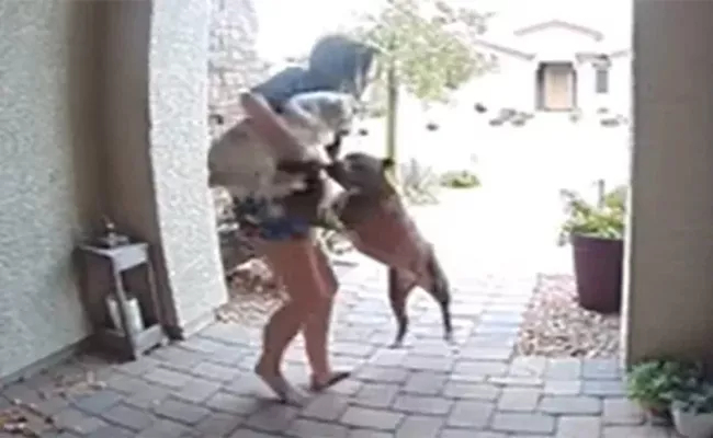 Amazon Delivery Driver Herself In Front Raging Pit Bulls Viral - Sakshi