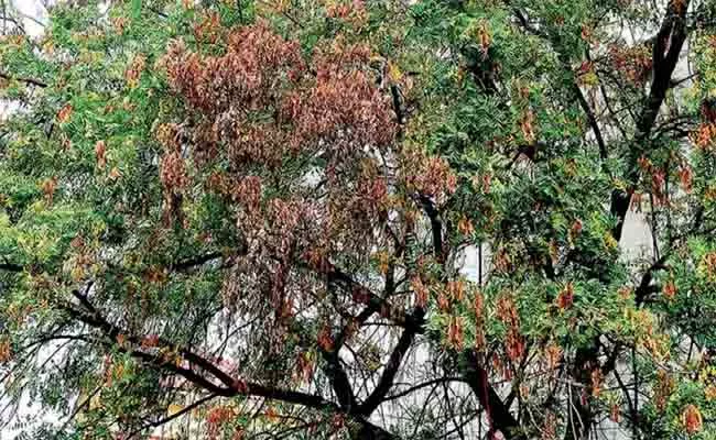 Dieback Disease Destroys Neem Trees in Kurnool District - Sakshi