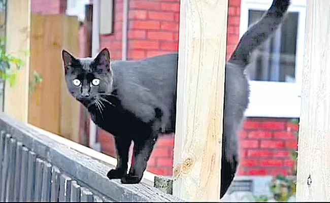 Thief cat Keith terrorizes New Zealand Christchurch neighborhood - Sakshi