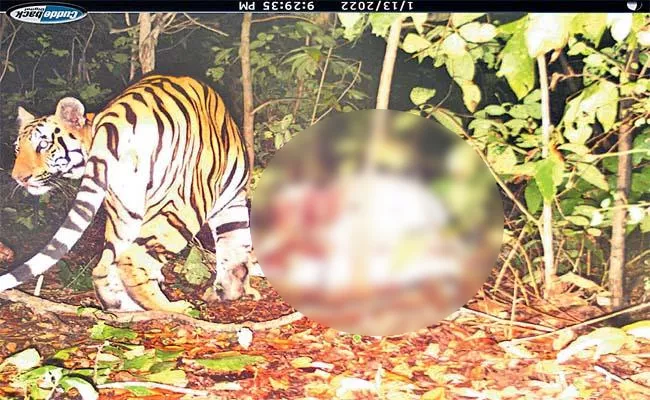Tiger Killed Bull In Thumunur - Sakshi