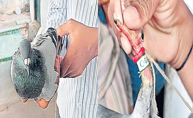 Pigeons With Badge On Legs Found In Khammam District - Sakshi
