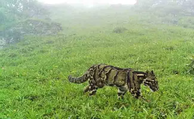 Rare Clouded Leopard Spotted First Time Nagaland Mountains - Sakshi