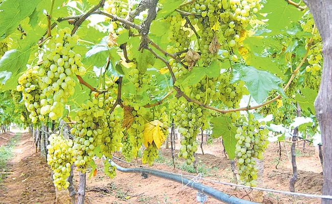 Horticulture Department Preparing To Bring Grape Cultivation In Telangana - Sakshi