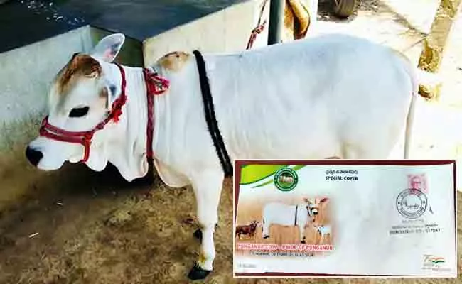 Postage Stamp In The Name Of Punganur Cow - Sakshi
