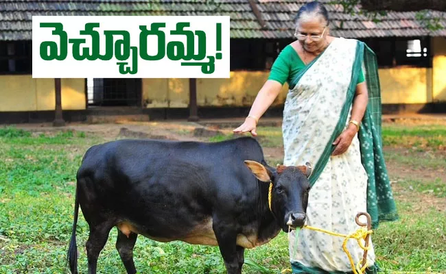 Sosamma Iype: Revives Vechur Cattle Breed From Brink Of Extinction - Sakshi