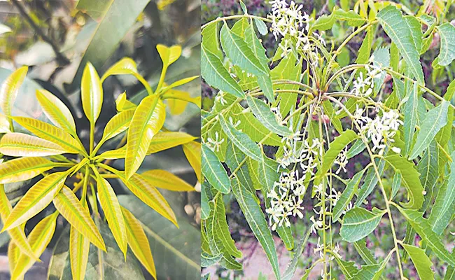 Ugadi 2022: All Need To Know Significance Of Nature On This Festival - Sakshi