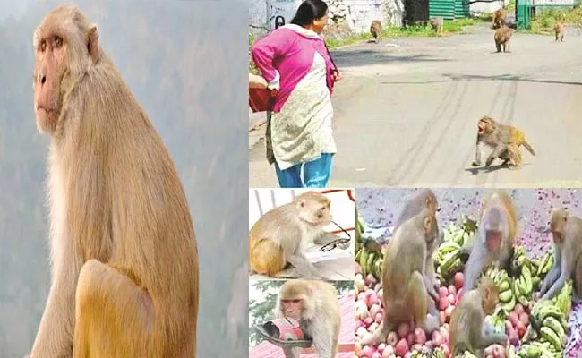 Monkey Menace Worries Hyderabad People - Sakshi