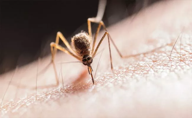 World Malaria Day: All You need to know about Causes Symptoms Treatment - Sakshi