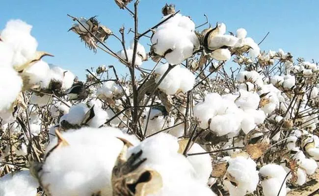 Andhra Pradesh: Cotton Prices Has Reached Rs 11000 Per Quintal - Sakshi