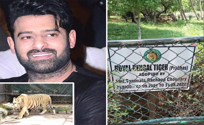 Royal Bengal Tiger Named As Prabhas In Nehru Zoological Park - Sakshi