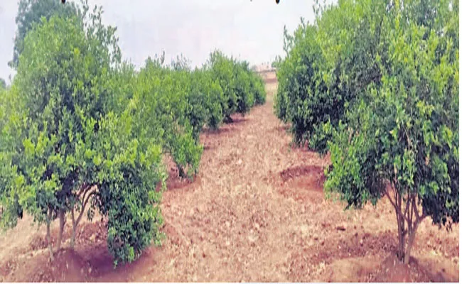 Jammalamadugu: Farmers Getting High Profit In Lemon Farming - Sakshi