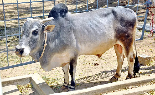 Punganur Cows Rare Breeds of Cows - Sakshi
