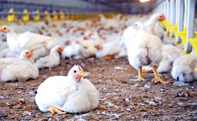 Poultry Farmers Unhappy Low Growing Charges Plans To Stop Broiler Farming - Sakshi