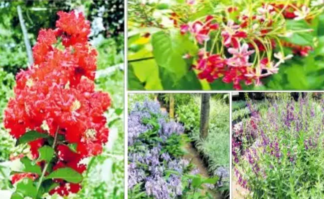 Kakinada: Summer Season Different Flowers Attract People - Sakshi